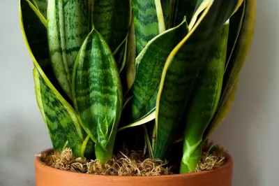 Сансевиерия цилиндрическая — это засухоустойчивое растение, которое  получило популярность в качестве декоративного.😍 🪴Комнатные цветы на л… |  Instagram