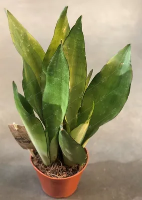 Растение комнатное Sansevieria variegata Сансевьера 40 х 13 см - купить в  Москве, цены на Мегамаркет