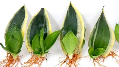 Комнатные растения сансевиерия - купить по выгодной цене в  интернет-магазине OZON