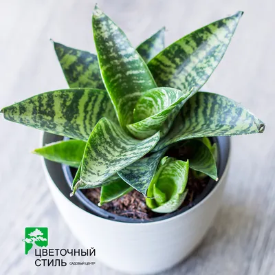 SANSEVIERIA растение в горшке различные растения 24 см | IKEA Latvija