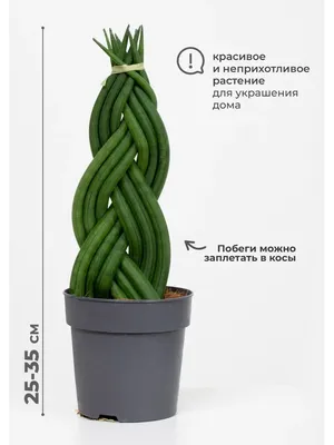 САНСЕВИЕРИЯ ЛАУРЕНТИ Диаметр 12 см Высота 30 см: Неприхотливое растение для  домашнего выращивания 🌵 Greendekor.ru