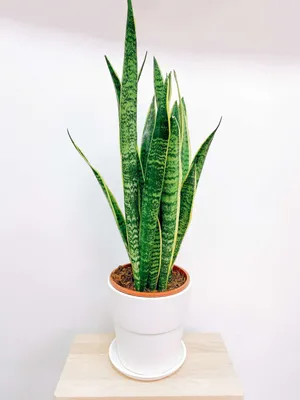 SANSEVIERIA TRIFASCIATA растение в горшке 14 cm | IKEA Eesti