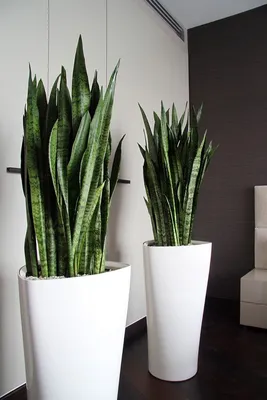 Сансевиерия Канари (Sansevieria hybrid Futura Canary)