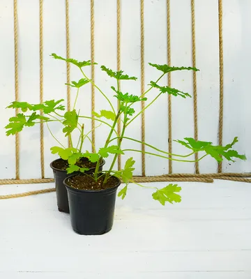 Комнатное растение \"Пеларгония королевская белая\" купить по низкой цене в  интернет-магазине kashpo.store
