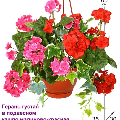 Пеларгония зональная (Герань) Микс — Рассада цветов и овощей.