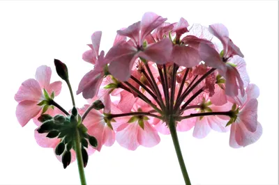 Отзыв о Комнатный цветок Герань | Красивый и полезный цветок.
