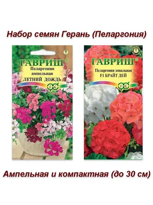 Герань-пеларгония низкорослая-обильно цветущая — купить в Красноярске.  Горшечные растения и комнатные цветы на интернет-аукционе Au.ru