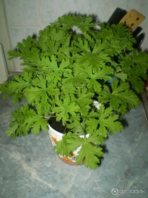Продается комнатные растения Герань: 200 KGS ➤ Другие комнатные растения |  Бишкек | 87086988 ᐈ lalafo.kg
