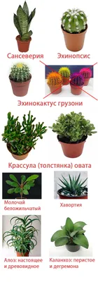Кактус с сухоцветом Ф 5/10: купить оптом в Москве