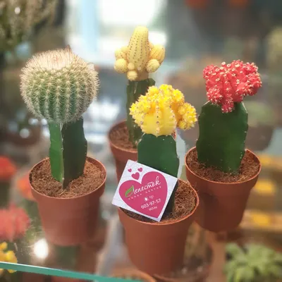 https://flowerstory.su/product/krasnyj-kaktus-v-kashpo/
