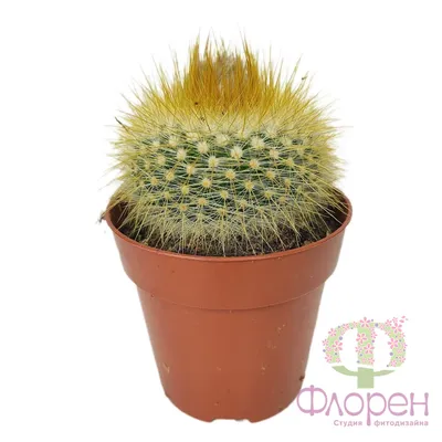 Cactus Кактус mix, садовый центр \"цветочный стиль\", магазин цветов в  харькове