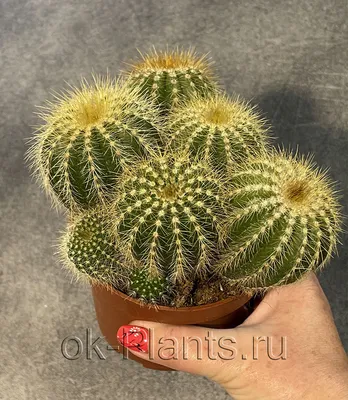 Кактусы и суккуленты | Статьи для садоводов