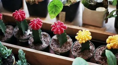 Кактус пахицереус «pringlei» (высота 170см) купить с доставкой в СПб