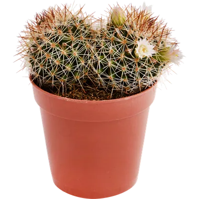 Кактус мини (микс) купить в Минске с доставкой | Cactus.by