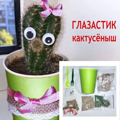 Купить Кактус 10*15 микс оптом | Paeonia