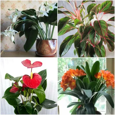 Комнатные растения для дома, домашние цветы в горшках купить с доставкой  комнатные горшечные цветы