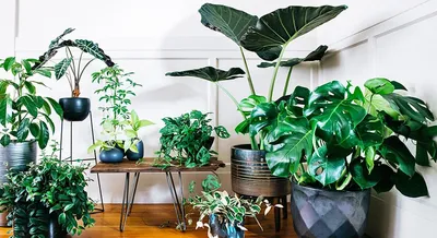 Самые полезные комнатные растения – The City