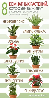 8 комнатных растений, которые выживут в самом темном углу | Комнатные  травы, Растения, Сад на балконе квартиры