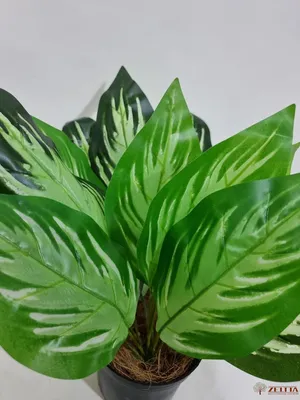 Диффенбахия Лэкси зеленая - купить в Москве | Интернет-магазин  искусственных растений Zeltta