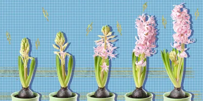 10 луковичных цветов, которые украсят ваш дом - Лайфхакер