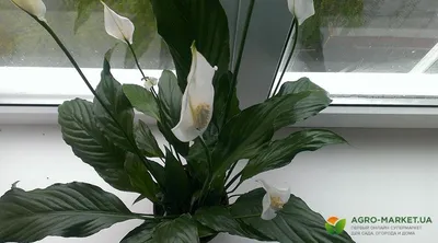 Растения на букву Х - Комнатные растения