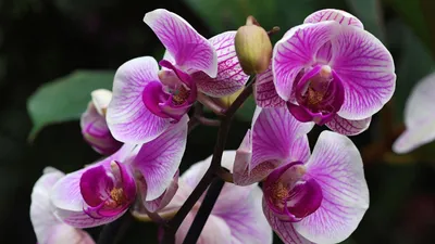 Комнатное растение Орхидея Фаленопсис белый большой купить в Екатеринбурге