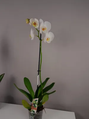 Комнатное растение Орхидея Орандж, артикул: 333090727, с доставкой в город  Москва (внутри МКАД)