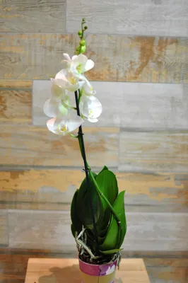 Композиция из Орхидей - купить орхидеи фаленопсис, заказать композицию из  орхидей в студии фитодизайна и интернет магазине комнатных растений и  цветов Флорен