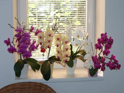 Орхидея Фаленопсис (одн.ствол) | Цветы в Вольске