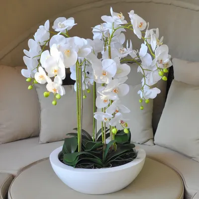 Phalaenopsis Anth. Murcia 2 stem | Phalaenopsis | Phalaenopsis | Цветущие комнатные  орхидеи | Цветущие комнатные растения | Комнатные растения | All products |  OZ Planten