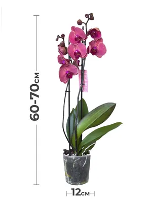 Купить комнатные растения Орхидея Дендробиум в кашпо с автополивом LECHUZA,  общая высота - 50 см в магазине ARTPLANTS с доставкой по Москве