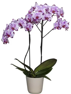 Комнатное растение Орхидея Фаленопсис бело-фиолетовый купить в Екатеринбурге