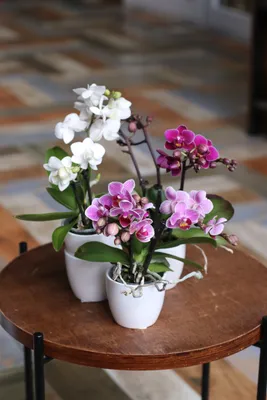 Купить Орхидея Фаленопсис Виндзор Гарденс | UFL