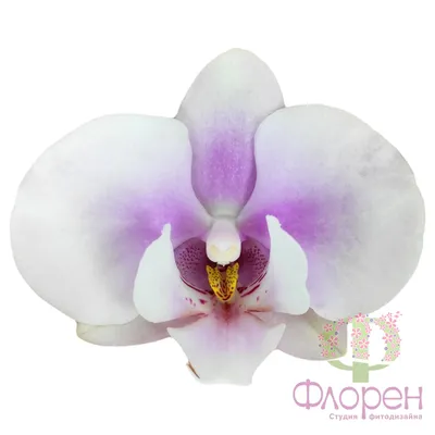 Комнатные цветы :: Орхидея #5