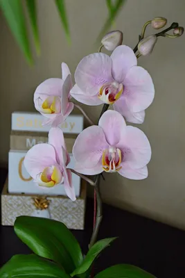 Орхидея Фаленопсис. Искусственное растение в интернет-магазине Ярмарка  Мастеров по цене 14500 ₽ – OBAQQBY | Комнатные растения, Елец - доставка по  России