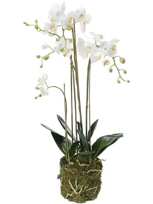 Комнатное растение Орхидея Фиолетовая купить в Гомеле по приятной цене с  доставкой