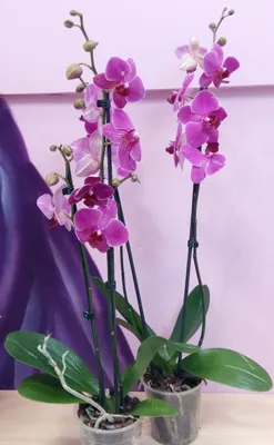 Фалинопсис орхидея- уход и особенности - FloraHimki.ru