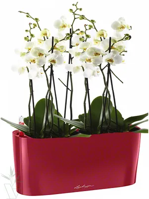 Купить комнатную белую Орхидею в Киеве, заказ и доставка по Украине -  Annetflowers