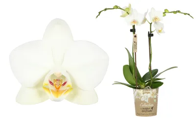 Растение комнатное GRIN Store Орхидея фаленопсис 1 ствол 12 дм живой цветок  в горшке для декора дома и офиса , фиолет. РС00004 | AliExpress