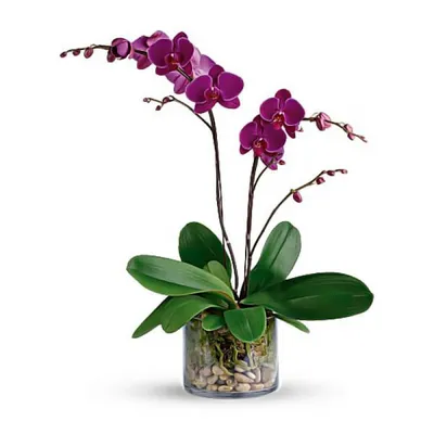 Комнатное растение Орхидея Фаленопсис Чудо природы 1 ствол, живой цветок в  горшке для декора дома GRIN ME 41302875 купить в интернет-магазине  Wildberries