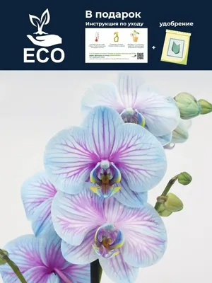 Купить фиолетовую орхидею фаленопсис в интернет-магазине с доставкой.