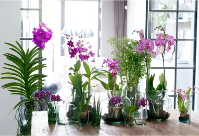 Комнатное растение Орхидея Фаленопсис белый купить в Екатеринбурге