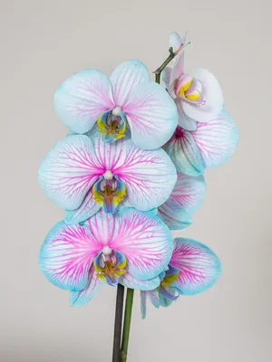 Орхидея из холодного фарфора в интернет-магазине Ярмарка Мастеров по цене  5500 ₽ – QF3C0RU | Комнатные растения, Владивосток - доставка по России