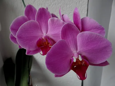 Недорого Орхидея (двойная). Цена, фото, читать отзывы, характеристики,  описание | Купить в интернет магазине Орхидея (двойная) redflower.dp.ua