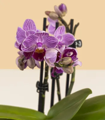Орхидея Фаленопсис (дв.ствол) | Цветы в Вольске