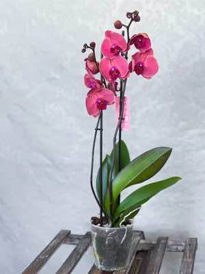 Уход за комнатными растениями: орхидея. Как ухаживать за цветами