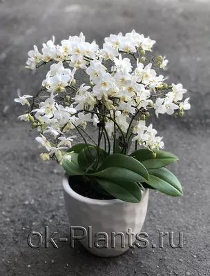 Купить комнатные растения Орхидея Фаленопсис в кашпо с автополивом LECHUZA,  общая высота - 60 см в магазине ARTPLANTS с доставкой по Москве