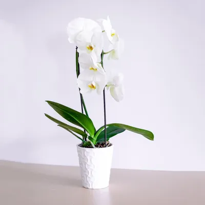 У Вас в доме появилась орхидея (фаленопсис) | Пикабу