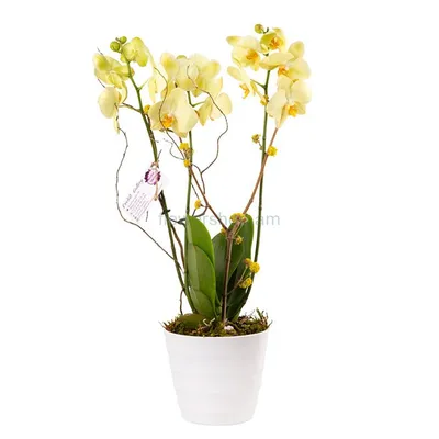 Phalaenopsis Multi. white Kolibri Innsbruck | Phalaenopsis Multiflora |  Phalaenopsis Multiflora | Цветущие комнатные орхидеи | Цветущие комнатные  растения | Комнатные растения | All products | OZ Planten