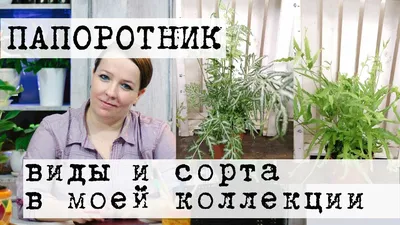 Папоротник - купить, цена, отзывы в интернет-магазине комнатных растений.